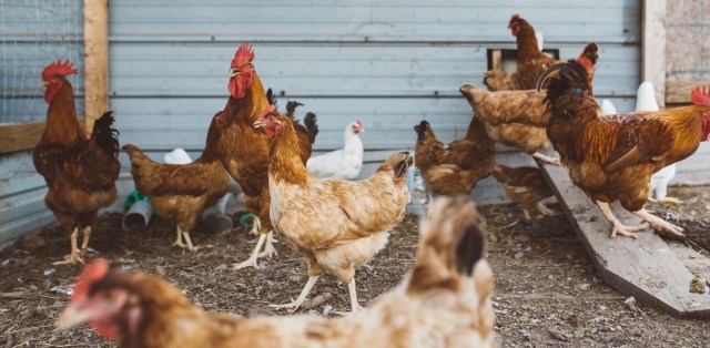 chicken image.jpg
